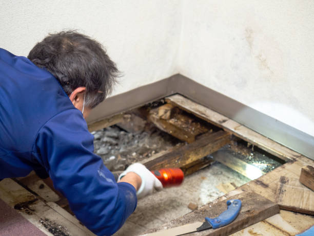 Certified Mold Removal in Meeker, CO