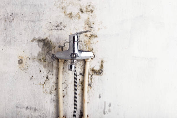 Best Home Mold Removal  in Meeker, CO