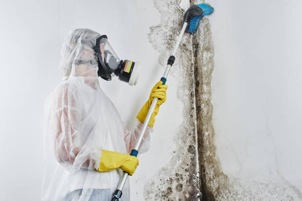 Best Mold Damage Repair  in Meeker, CO