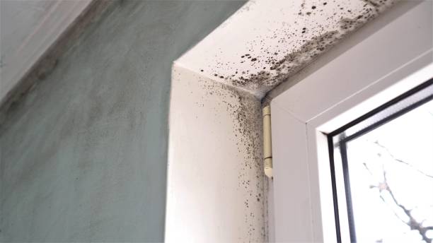 Best Commercial Mold Removal  in Meeker, CO
