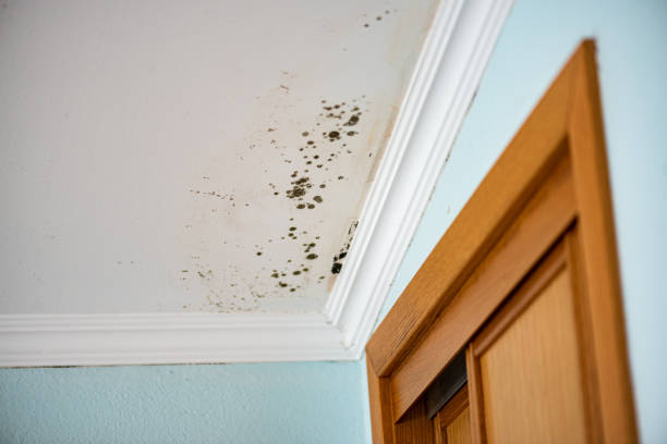 Best Mold Cleaning Services  in Meeker, CO