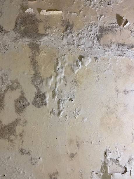 Professional Mold Removal in Meeker, CO