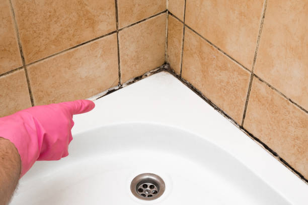 Best Crawl Space Mold Removal  in Meeker, CO
