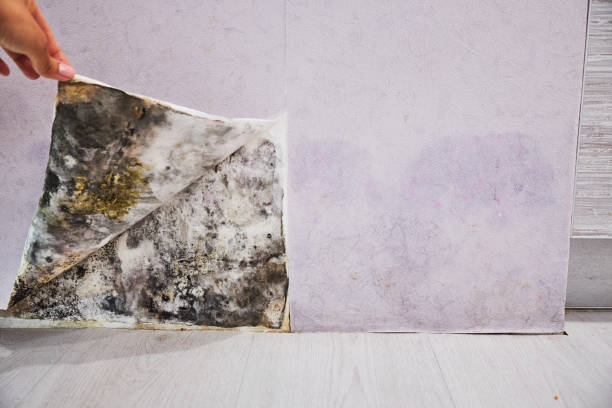 Best Mold Damage Repair  in Meeker, CO
